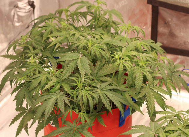 Удвоение высоты и ширины куста Взрывной рост Purple Juice Auto