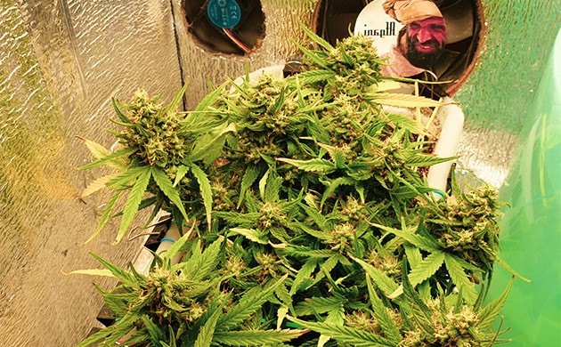 Замена светильника Шишки в конце 8 недели