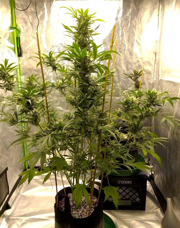 Дефолиция листьев конопли CBD Green Crack Auto под новым освещением