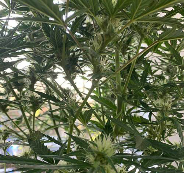 Удивительный рост Auto Mokum’s Tulip на восьмой неделе Взрывной рост Auto Mokum’s Tulip