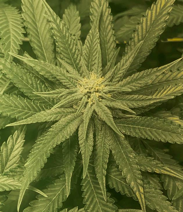 Конопля на 8 неделе роста Марихуана ростом 70 см