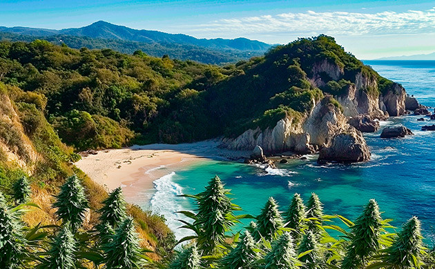 История каннабиса Acapulco Gold Происхождение Acapulco Gold