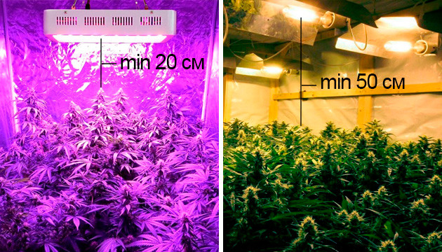Переизбыток освещения в индоре Минимальная высота от лампы до макушки конопли в гроубоксе
