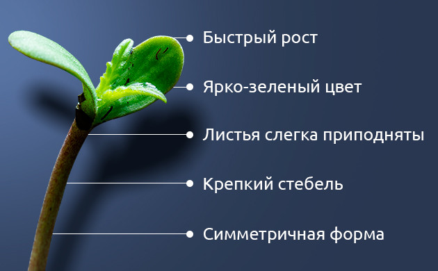 Здоровый саженец: основа успешного урожая Признаки здорового саженца конопли