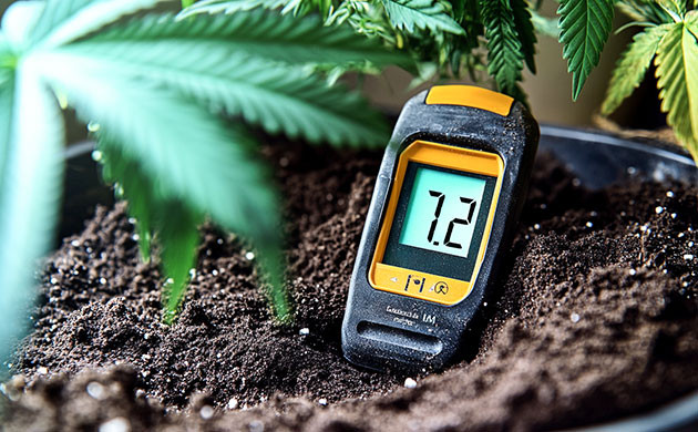 Как кислотность почвы раскрывает цвета каннабиса Измерение pH почвы конопли