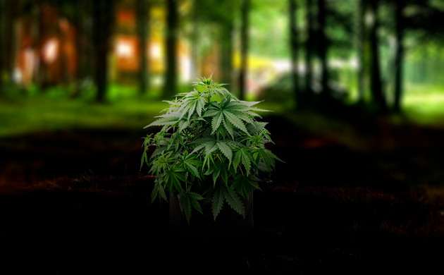 Световое загрязнение: проблема для фотопериодных сортов Влияние темных часов на цветение конопли