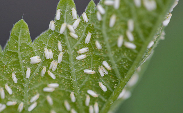 Атака каннабиса белокрылками Маленькие белые насекомые на листьях конопли