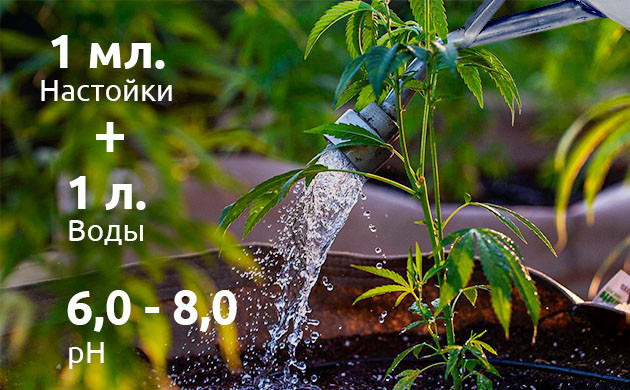 Использование ферментного раствора при выращивании марихуаны