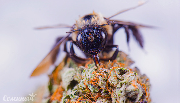 Мед из соцветий конопли Сбор канна-меда пчелой