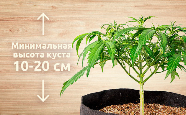 Контроль высоты куста подгибанием веток Минимальная высота куста