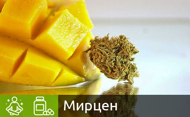 Мирцен в конопле Терпен мирцен