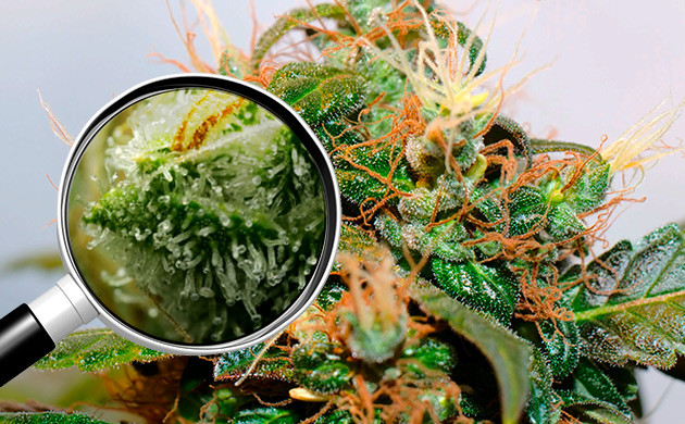 Определение качества пролеченных соцветий Определение качества сухих шишек конопли