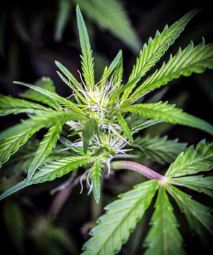 Формирование шишек Соцветие Tutankhamon