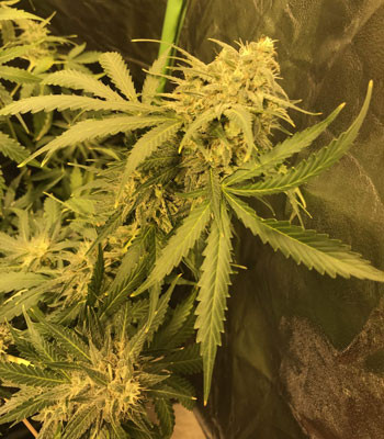 Созревание соцветий на 10 неделе выращивания Соцветие Jack 47 Auto