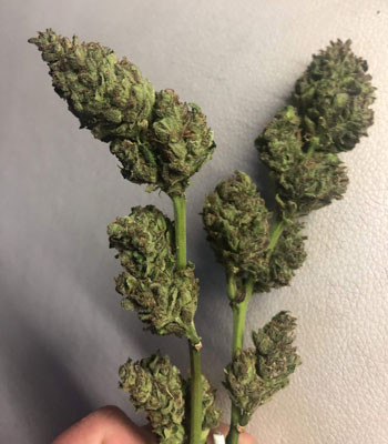 Результат выращивания Две ветки Pineapple Express auto