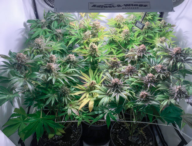 Сильный аромат каннабиса Кусты Mimosa Shot на 12 неделе выращивания