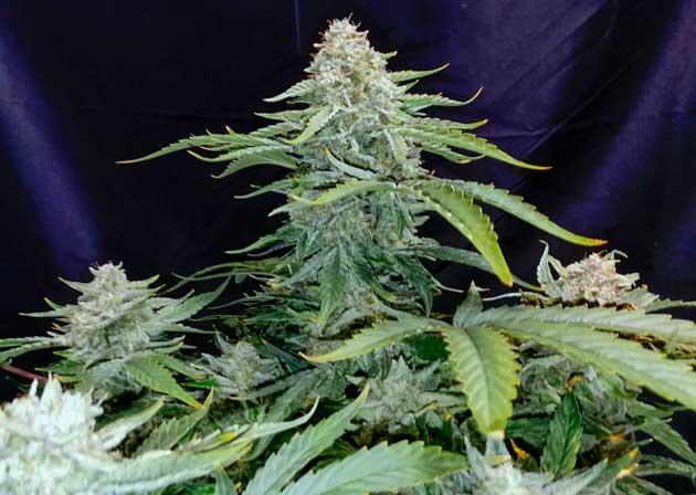 Харвест марихуаны при полной зрелости трихом Зрелые соцветия конопли с высоким уровнем смолы