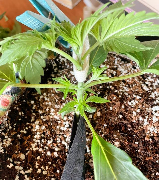 Световой режим и тренировка LST Росток Fullgas от GHS на 2 неделе