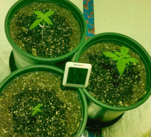 Коррекция условий выращивания Растения конопли с установленной опорой и корректировкой освещения