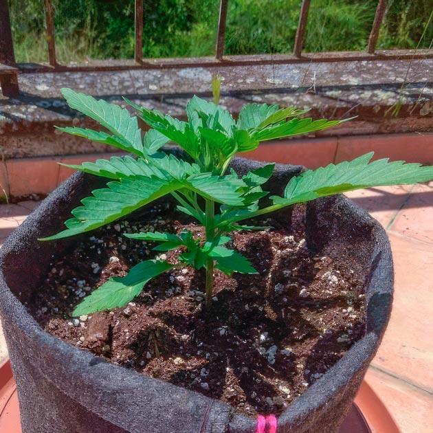 Подкормка и рост каннабиса в веге Рост каннабиса при стабильной погоде и питании