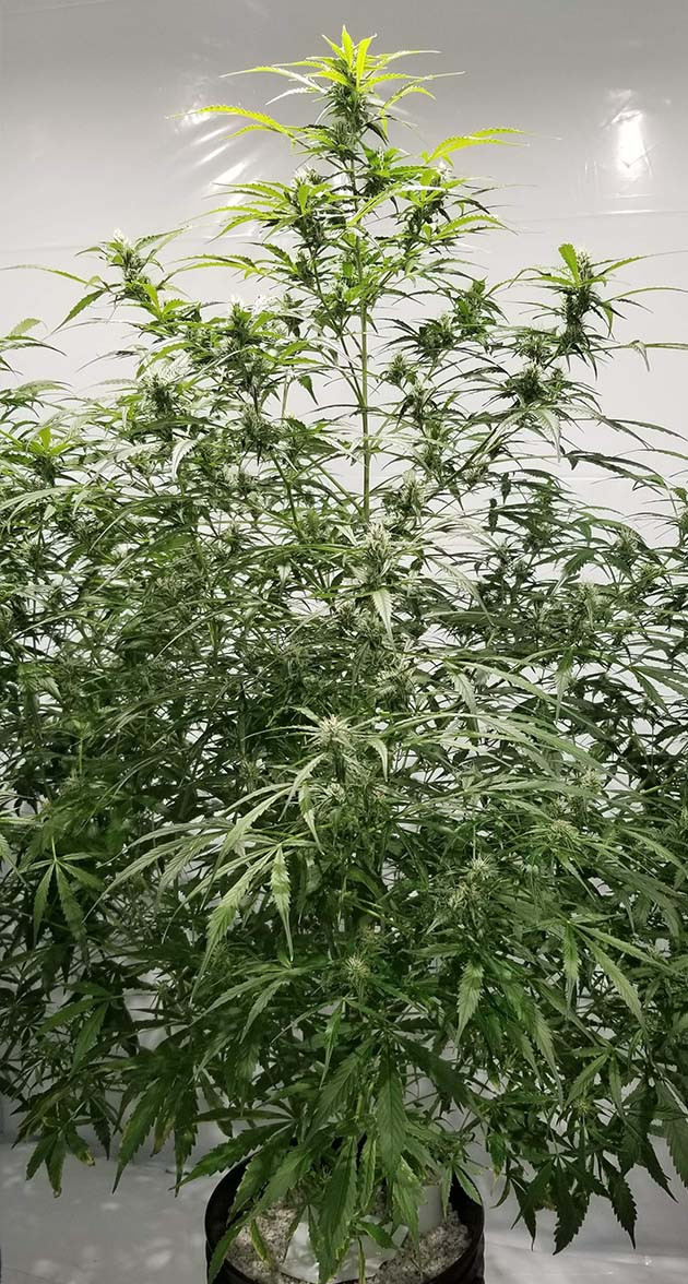 Вторая неделя цветения каннабиса Цветение конопли