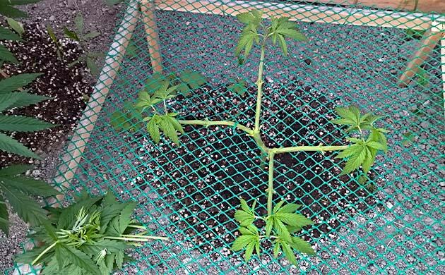 Топпинг марихуаны Конопля на 8 неделе роста