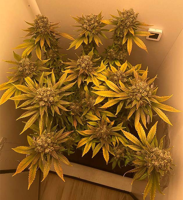 Подготовка к харвесту Куст Dos-Vi-Dos fem на последних неделях выращивания