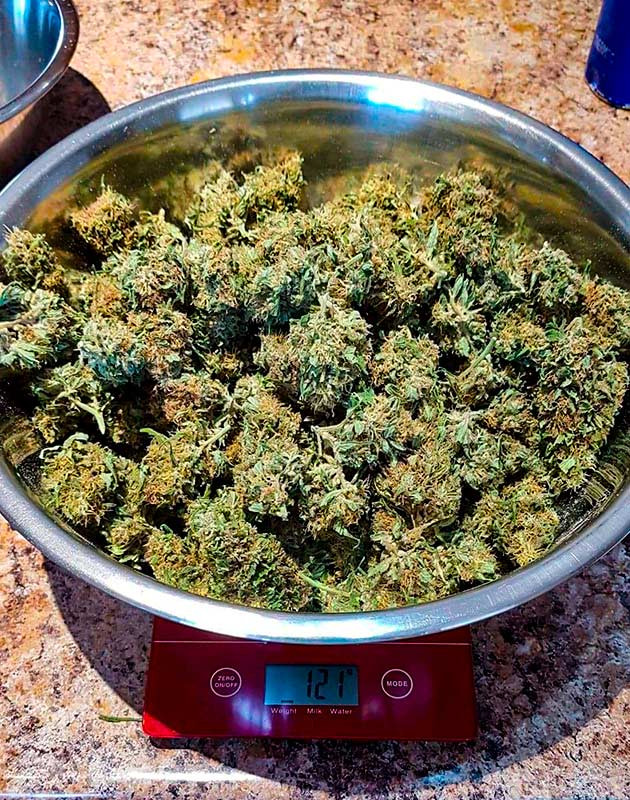 Впечатления от сорта Pineapple Chunk Итог выращивания Pineapple Chunk