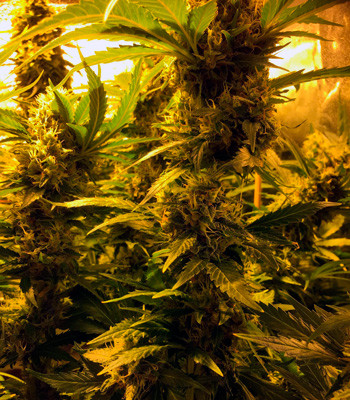 Появление трихом на соцветиях Соцветие марихуаны LSD