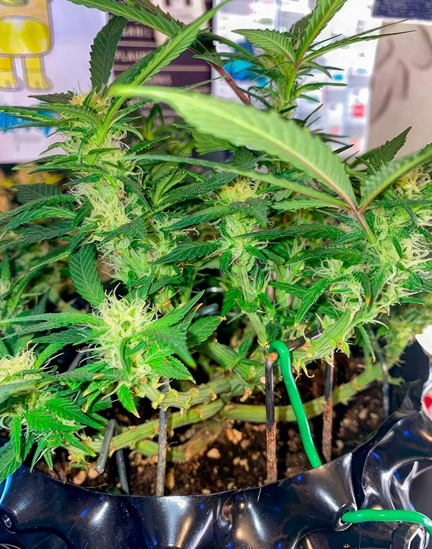 Медленное развитие соцветий Куст Gorilla Zkittlez Auto на 10 неделе выращивания