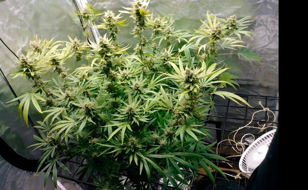 Харвест после 14 недель выращивания Куст Eleven Roses перед харвестом