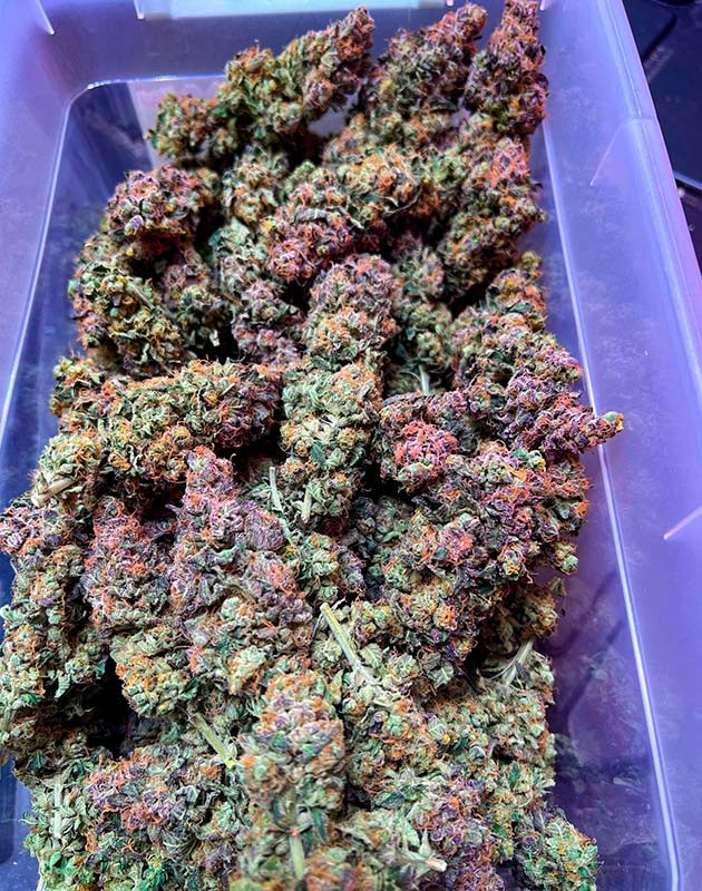 Общие впечатления о выращивании сорта Mimosa x Orange Punch Собранные шишки сорта Mimosa x Orange Punch