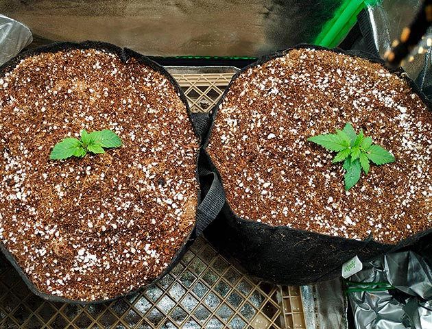 Развитие кустов с 1 по 3 недели 2 ростка Gelato от Семяныча