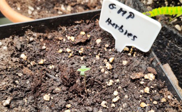 Высадка ростка в трехлитровый горшок Появление первой пары листочков