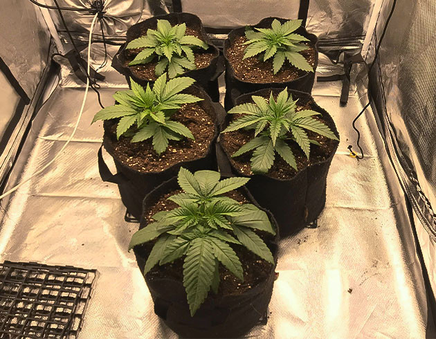 Использование порошка Bio Grow и проблемы с жарой Растения высотой 10 см