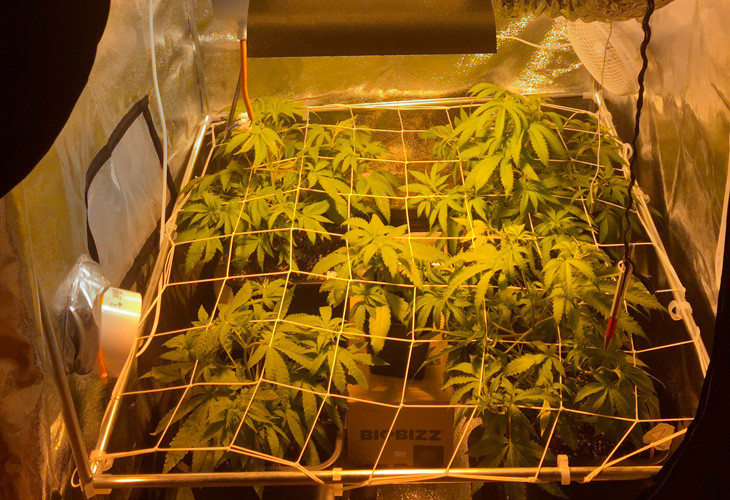 Выращивание с помощью ScrOG Сетка для скрога