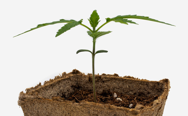 Применение минерального удобрения FloraMicro от GHE Вторая неделя выращивания Delicious Candy Early Version fem