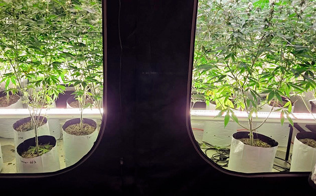 Способ подсветки, при котором светильники размещаются под кустами каннабиса Напольное освещение конопли