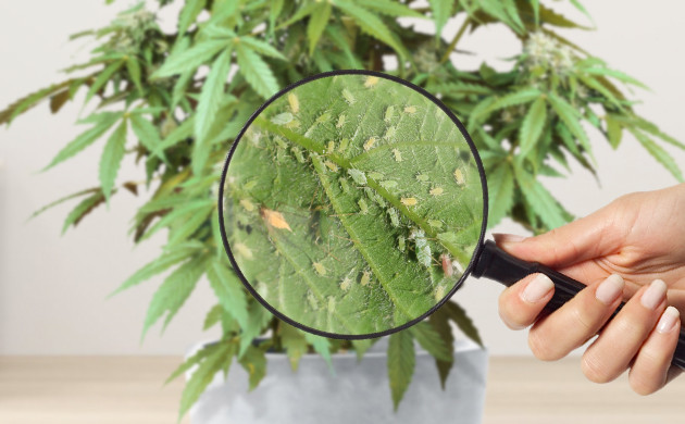 Осмотр куста на наличие вредителей Вредители на листьях