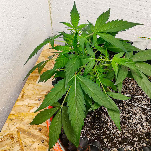 Выращивание сорта конопли Alpha 21 Стимуляция роста куста Alpha 21