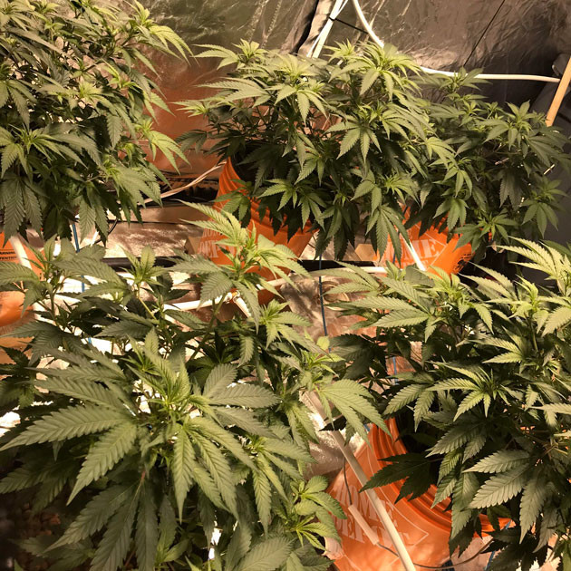 Топпинг на четвертой неделе 45 см роста в конце четвертой недели