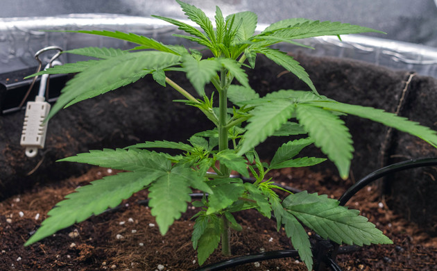 Как выглядит куст Delicious Candy Early Version fem на 4 неделе гровинга Куст Delicious Candy Early Version fem на 4 неделе выращивания