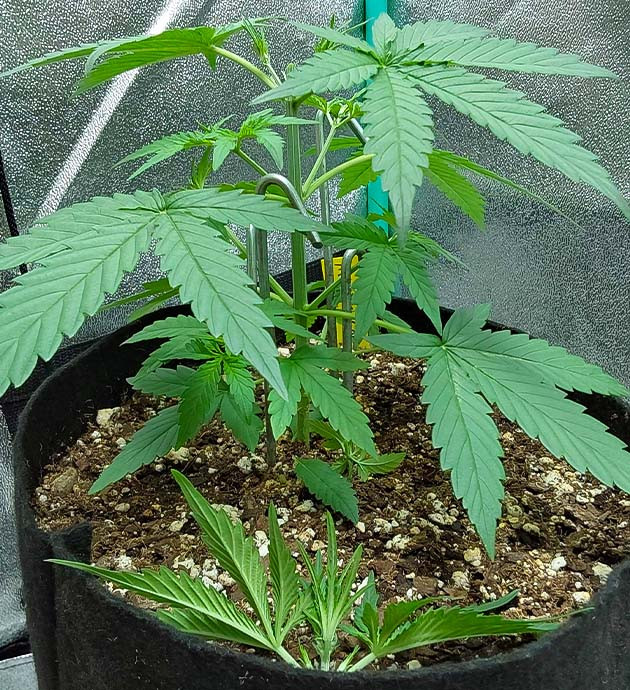 Гроурепорт сорта Mimosa Cake Auto Стимуляция роста куста Mimosa Cake Auto