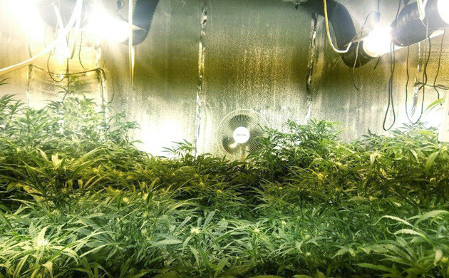 Проблема размещения света Разница в росте между кустами