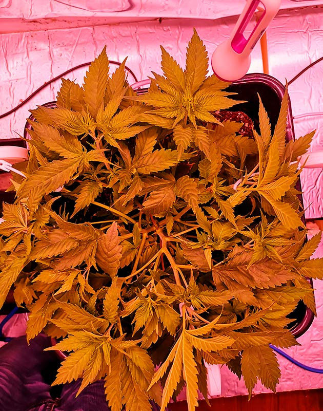 Начало тренировок растений на 5 неделе Обрезка верхушки и растяжка ветвей