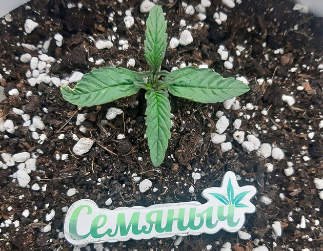 Первые 12 дней Bruce Banner Auto Включение ДНаТ и аэрация грунта Bruce Banner Auto