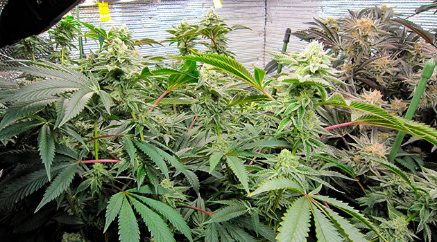 DDoS #33 на цветении Цветение сорта DDoS #33