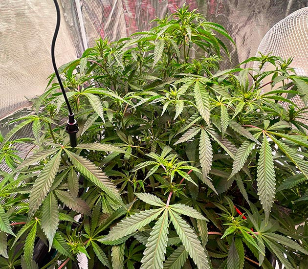 Рост куста на 11 неделе Куст ростом 50 см