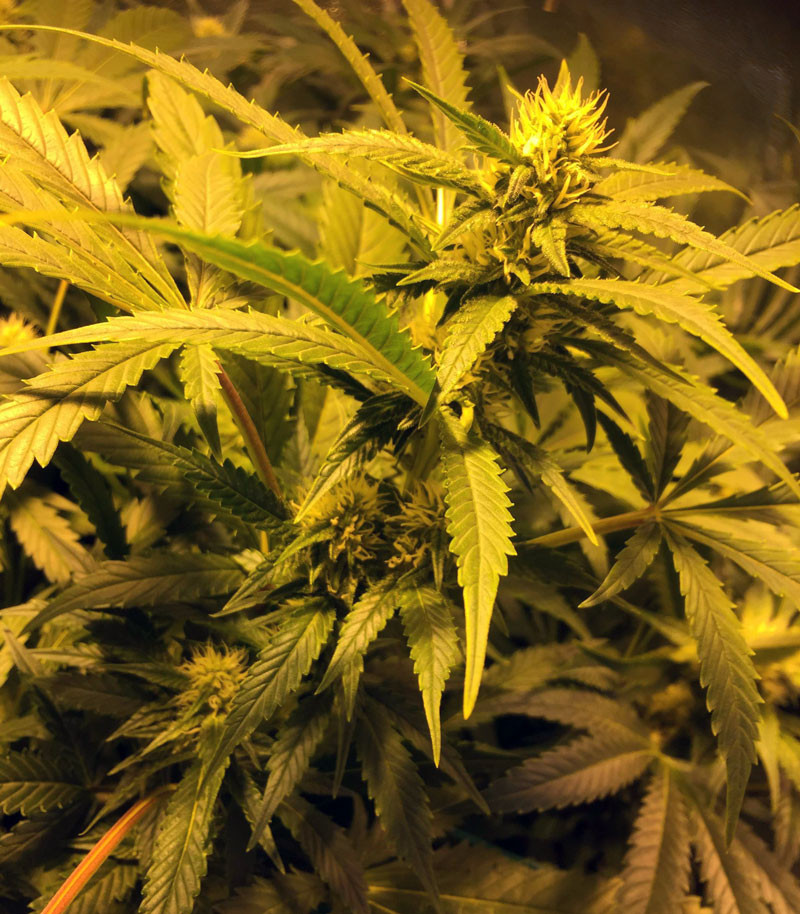 Появление трихом на соцветиях Соцветие марихуаны LSD