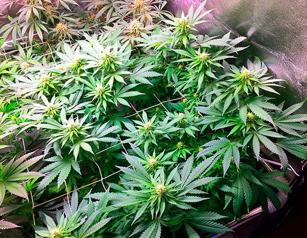 Появление запаха от цветения конопли Появление бутонов на 7 неделе